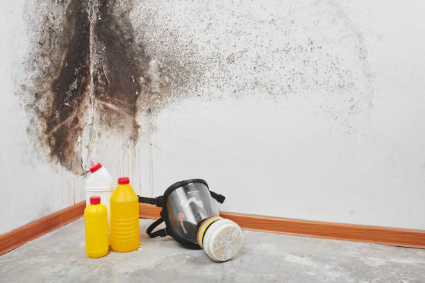 Certified Mold Removal in Sand Hill, PA