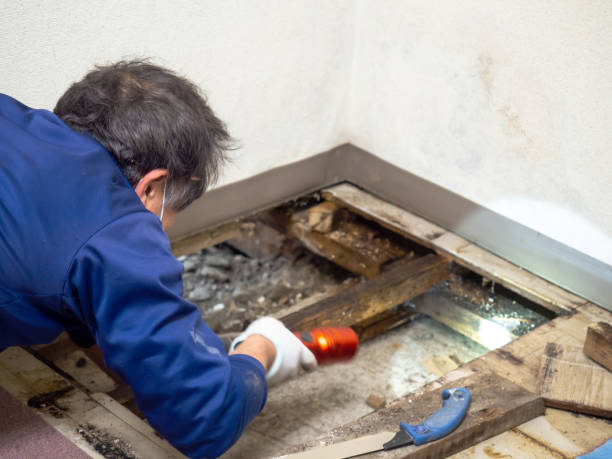 Best Mold Remediation  in Sand Hill, PA
