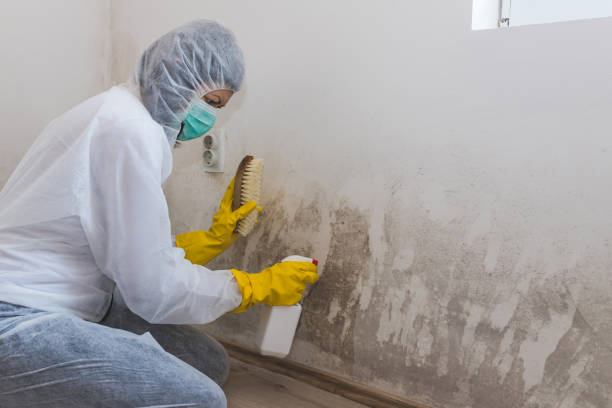 Professional Mold Removal in Sand Hill, PA