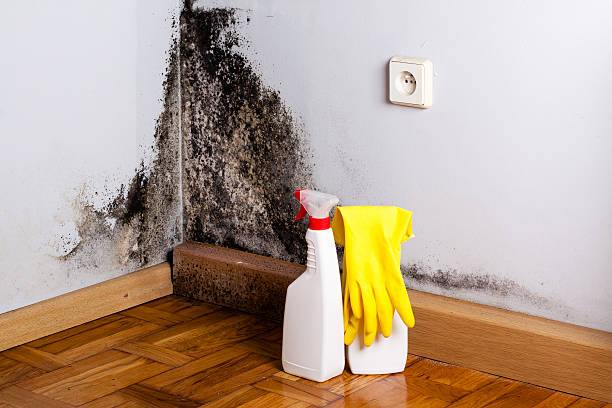 Best Same-Day Mold Removal  in Sand Hill, PA