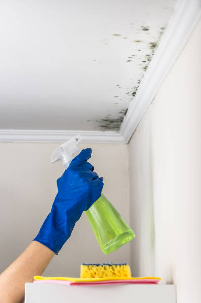 Best Best Mold Removal Companies  in Sand Hill, PA